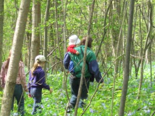 Deep into Rogers'  Woods - Photo by Peggy Kane